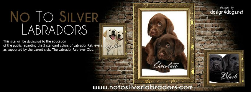 labrador puppies, strongwinds kennel NO silver labs,